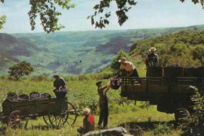 Cartão-postal mostrando imagem da colheita da uva (vindima) em meados dos anos 1960, no interior da Serra Gaúcha.<!-- NICAID(15329526) -->