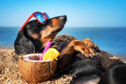 beautiful dog of dachshund, black and tan, buried in the sand at the beach sea on summer vacation holidays, wearing red sunglasses with coconut cocktailUm cachorro  na praia. Foto: Masarik / stock.adobe.comFonte: 285955969<!-- NICAID(15331810) -->