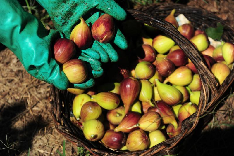 Doce tradição: produção de chimia de figo reúne gerações ao redor