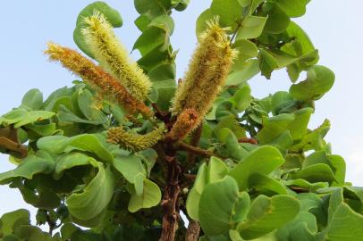 Estudo encontra dez novas espécies de leguminosas. Na foto, Gwilymia coriacea. Foto: Marcelo Simon / JBRJ / Divulgação<!-- NICAID(15331877) -->