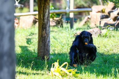 Como os animais do Zoo de Sapucaia do Sul estão com o calor? Sexta-feira  (27/01) deve ser o dia mais quente do ano em POA. Camila Hermes/Agência RBS<!-- NICAID(15333785) -->