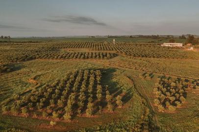 Lagar H, empresa de Cachoeira do Sul que fabrica azeites do tipo extravirgem<!-- NICAID(15339512) -->