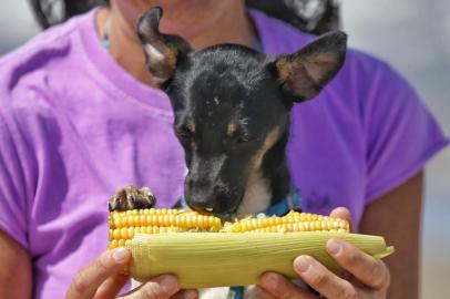 Cão Hope comendo milho em praia gaúcha<!-- NICAID(15340398) -->