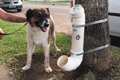 Amigos do Sequela, cão comunitário adotado pelo Condomínio Ravena II, em Porto Alegre, ganharam bebedouro público.<!-- NICAID(15343042) -->