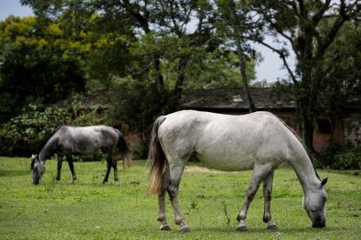 Porto Alegre, RS, Brasil, 09-02-2023: Abrigo para cavalos resgatados pela EPTC, na Estrada da Taquara, extremo sul de Porto Alegre. Em 2022, agentes da instituição de trânsito resgataram em média mais de um cavalo por dia trabalhando de forma irregular em carroças ou pelas ruas da cidade vítima de maus tratos. Foto: Mateus Bruxel / Agência RBSIndexador: Mateus Bruxel<!-- NICAID(15346171) -->