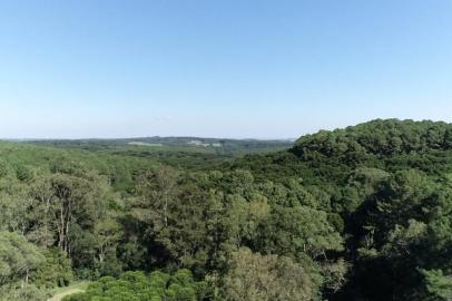 Floresta Nacional de Passo Fundo tem xaxim da época da Independência e araucária de 500 anos<!-- NICAID(15794836) -->