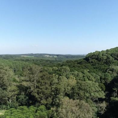 Floresta Nacional de Passo Fundo tem xaxim da época da Independência e araucária de 500 anos<!-- NICAID(15794836) -->