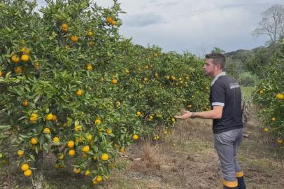 Agricultores buscam alternativas para driblar perdas na produção de frutas<!-- NICAID(15814653) -->