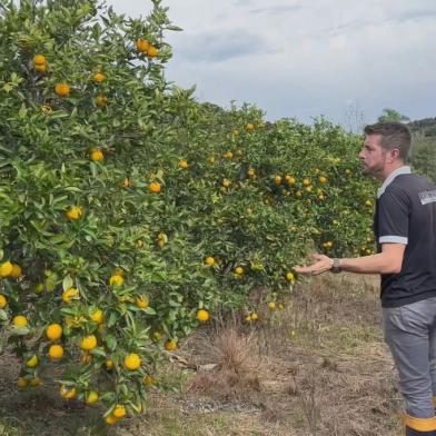 Agricultores buscam alternativas para driblar perdas na produção de frutas<!-- NICAID(15814653) -->