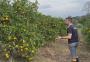 Após anos de seca e excesso de chuva, agricultores buscam alternativas para driblar perdas na produção de citros